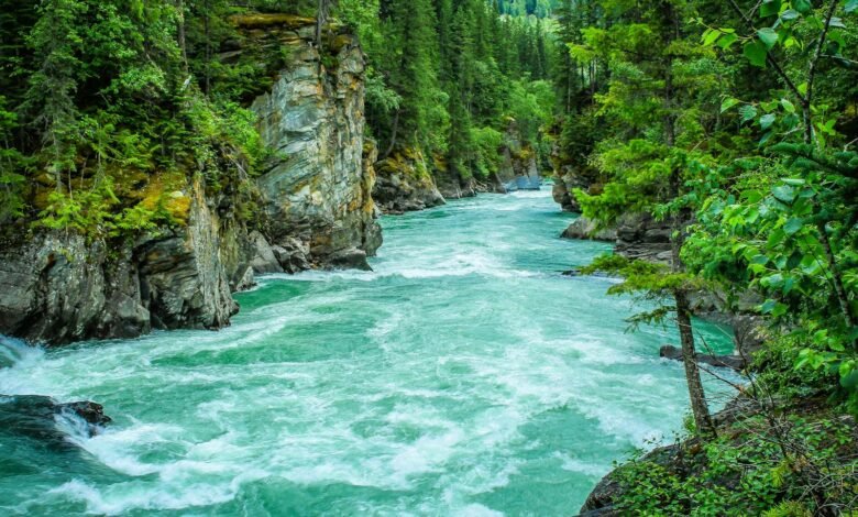 River Between Green-leafed Tree