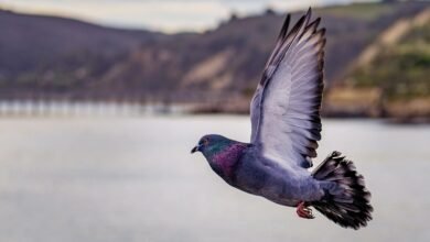 Close-up Photography of Flying Pigeon