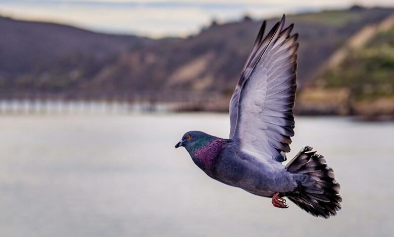 Close-up Photography of Flying Pigeon