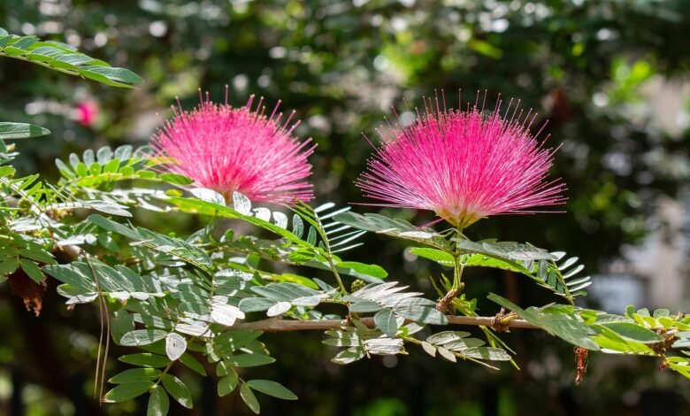 flower, pink, furry