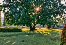 Tall green tree in garden