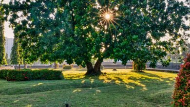 Tall green tree in garden