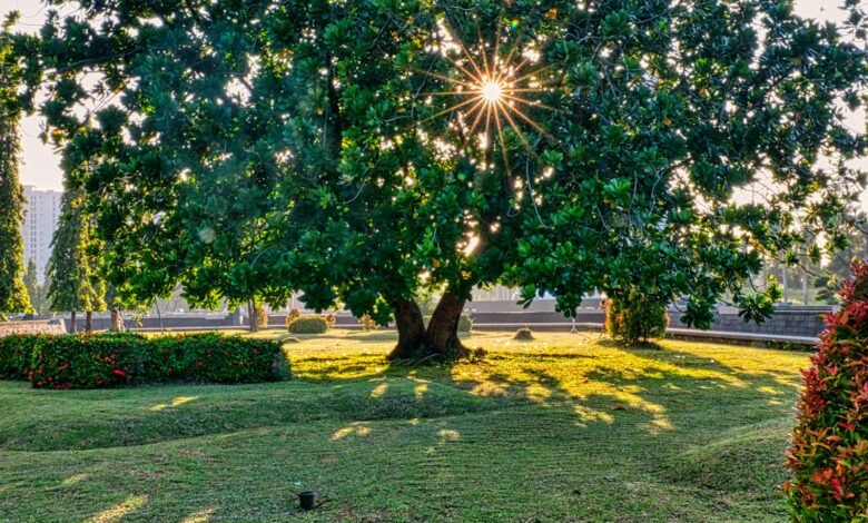 Tall green tree in garden