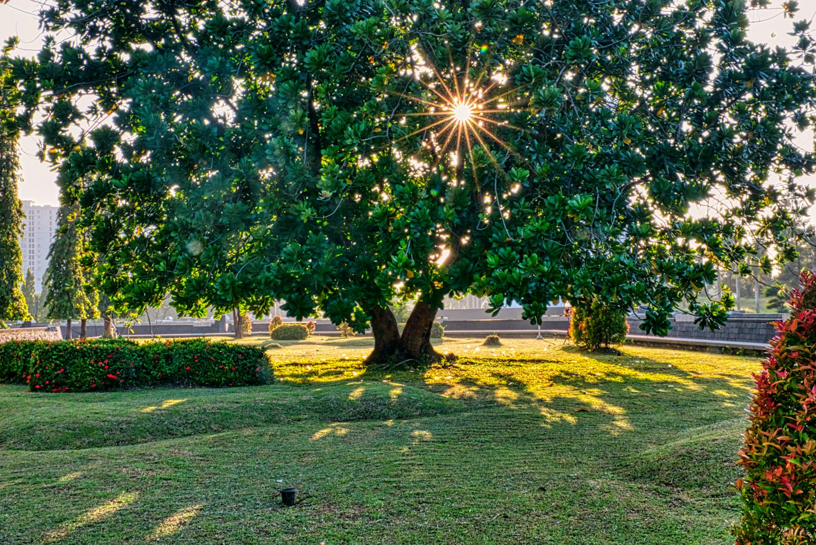 Tall green tree in garden