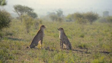 two cheetahs sitting on green grass field