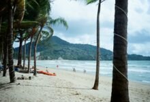 a beach with palm trees and people on it