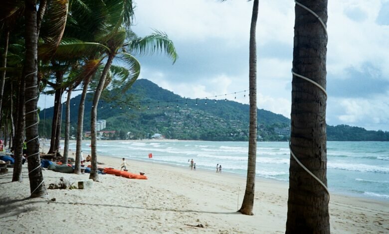 a beach with palm trees and people on it