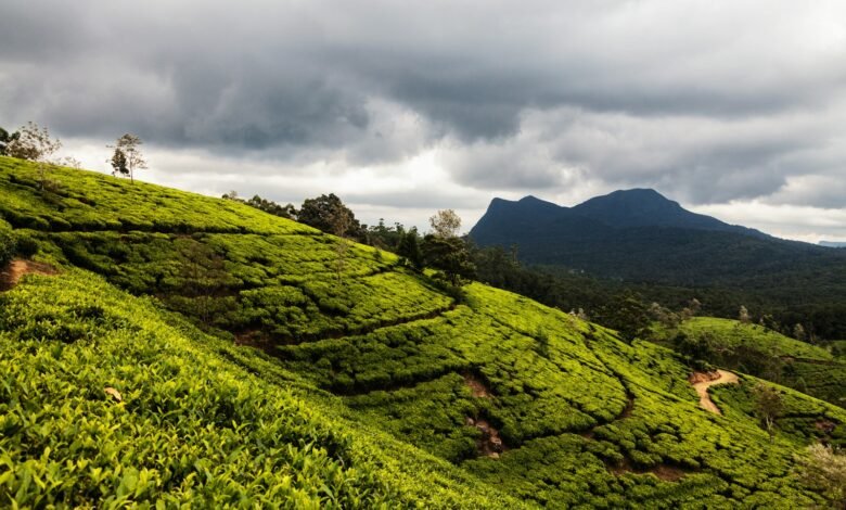 green grass field under cloudy sky during daytime