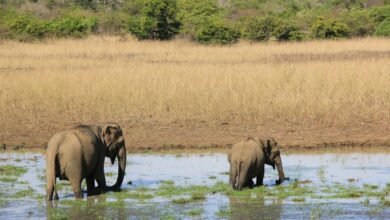 a couple of elephants are standing in the water