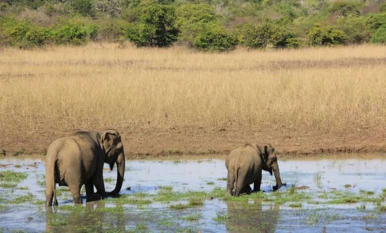 a couple of elephants are standing in the water