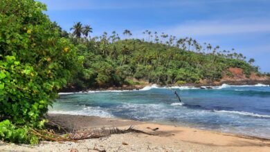 a sandy beach with palm trees and waves