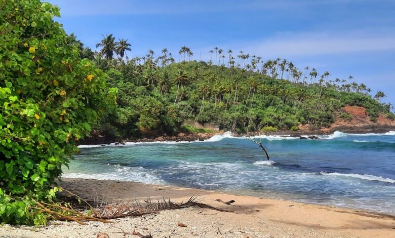 a sandy beach with palm trees and waves