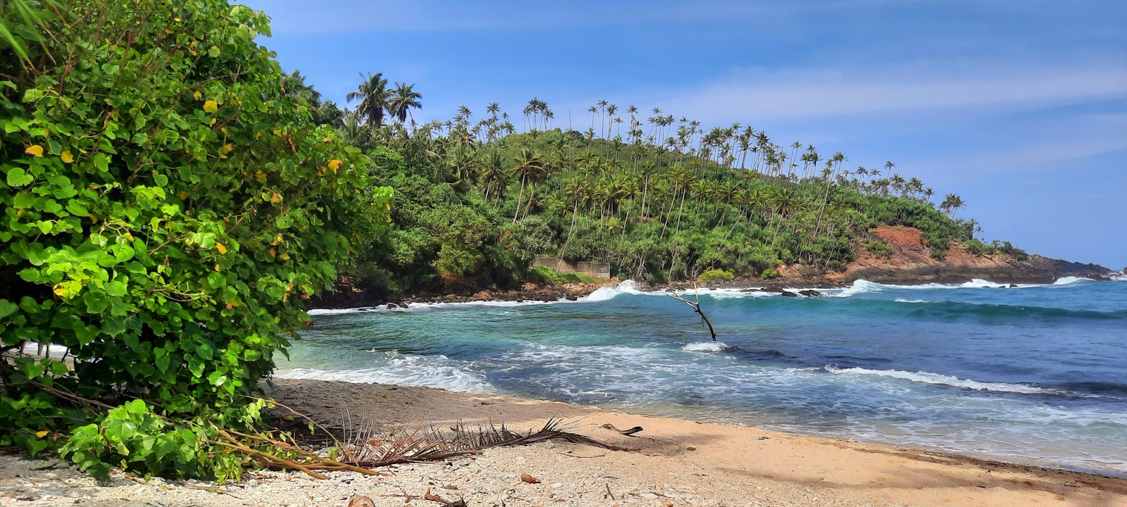 a sandy beach with palm trees and waves
