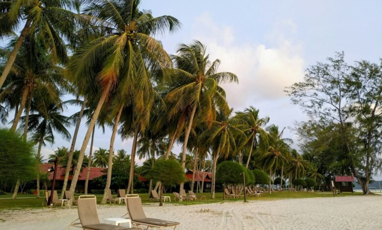 palm trees under cloudy sky