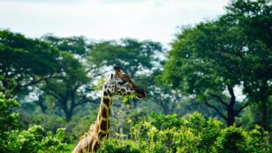 giraffe eating green leaves during daytime