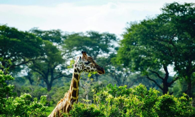 giraffe eating green leaves during daytime