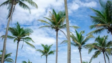 Palm Trees against Cloudy Sky