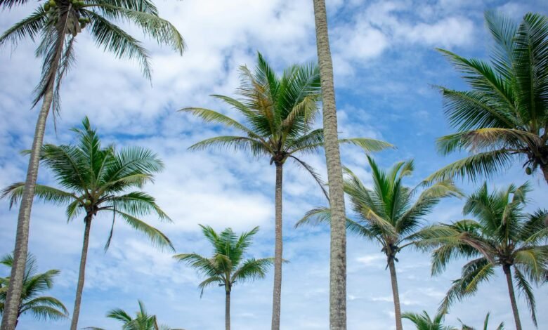 Palm Trees against Cloudy Sky