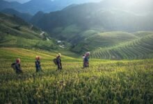 Scenic view of rice terraces with farmers in traditional wear during harvest season.