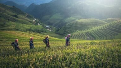 Scenic view of rice terraces with farmers in traditional wear during harvest season.