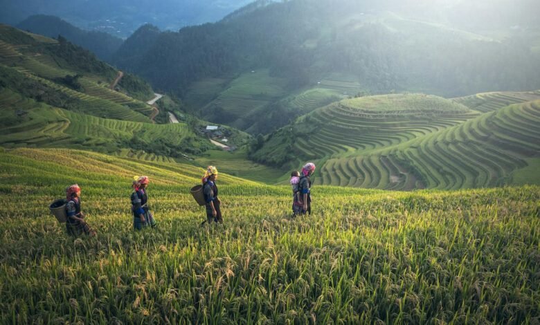 Scenic view of rice terraces with farmers in traditional wear during harvest season.