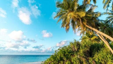 a beach with palm trees and the ocean in the background