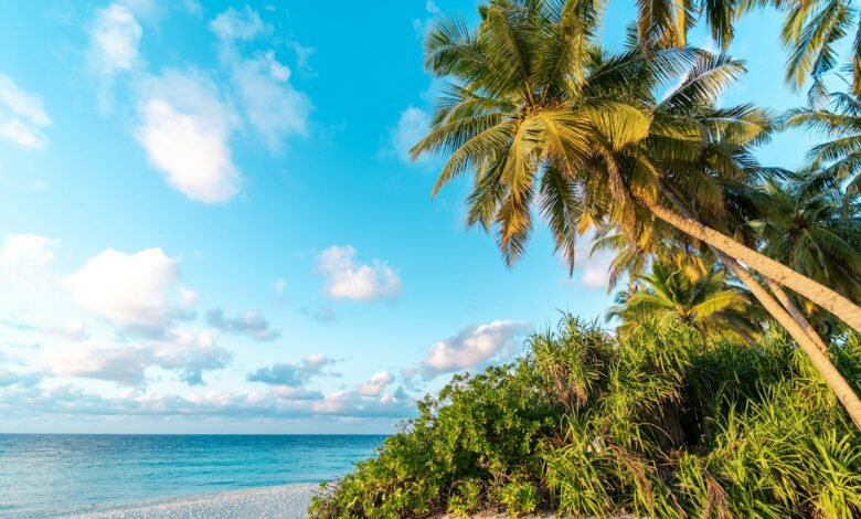 a beach with palm trees and the ocean in the background