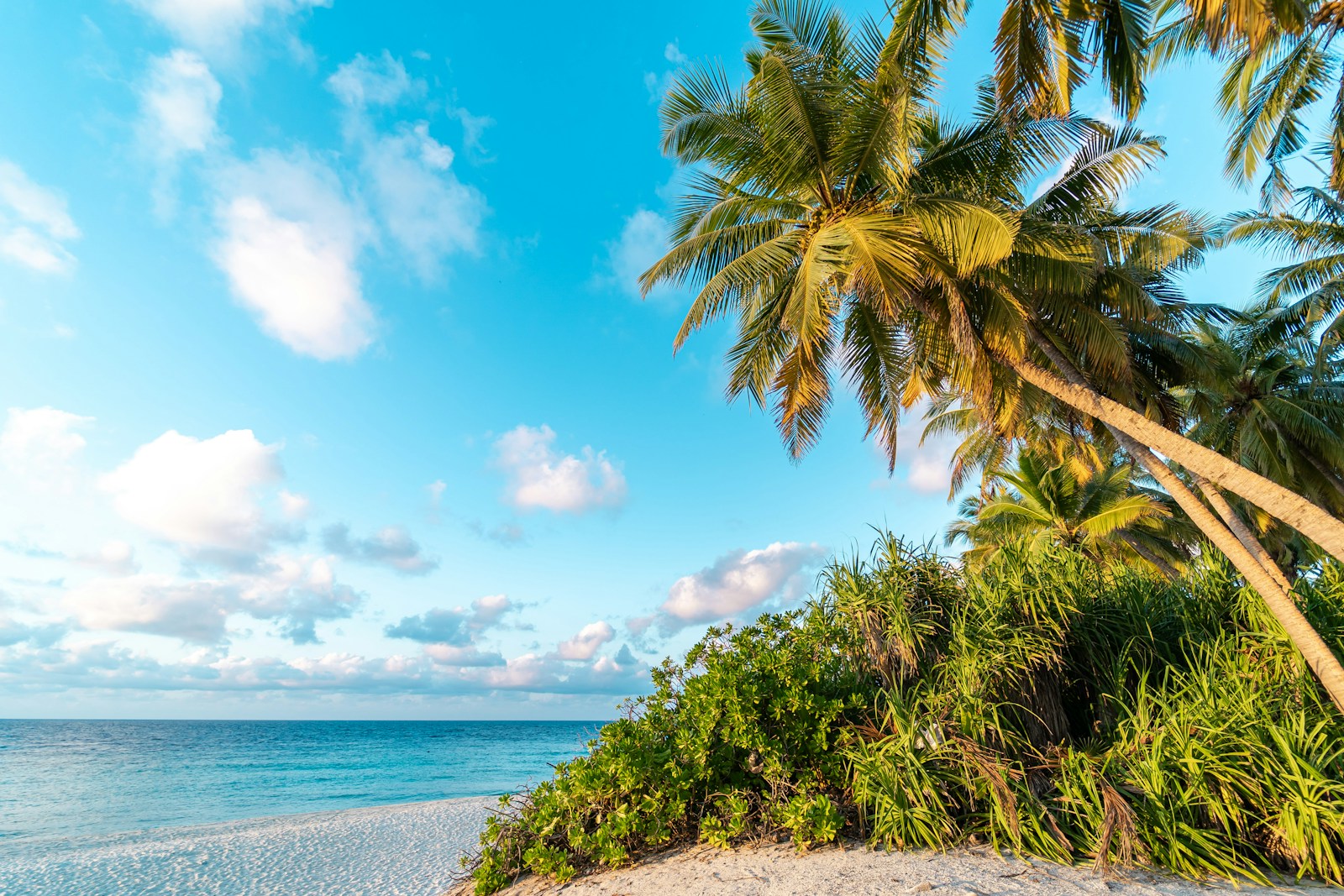 a beach with palm trees and the ocean in the background