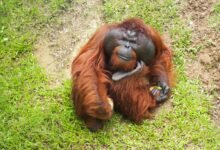 brown monkey lying on green grass during daytime