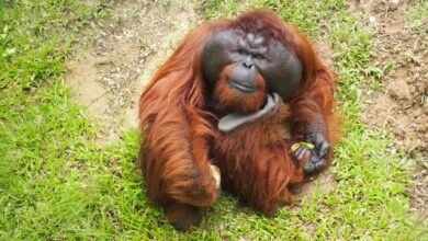 brown monkey lying on green grass during daytime