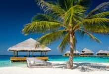 palm tree near body of water during daytime