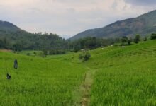 green grass field under white sky during daytime