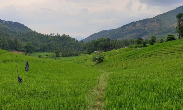 green grass field under white sky during daytime