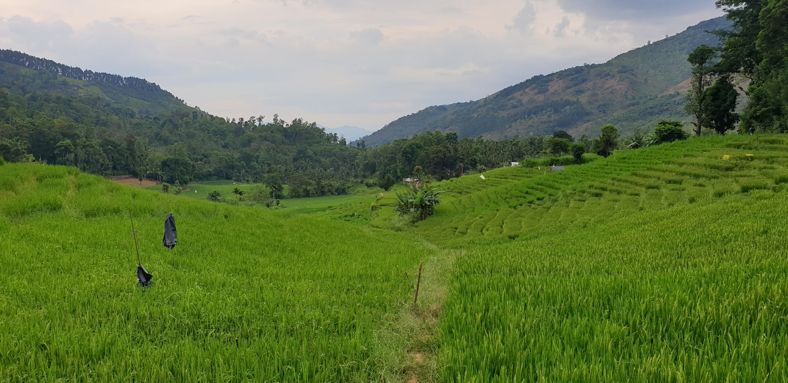 green grass field under white sky during daytime