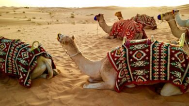 herd of camel sitting on desert sand